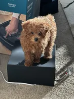 Goodness, a female Poodle - Toy  for sale in Atlanta, GA – Photo 8 of 10