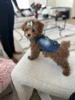 Goodness, a female Poodle - Toy  for sale in Atlanta, GA – Photo 6 of 10