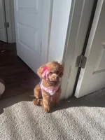 Goodness, a female Poodle - Toy  for sale in Atlanta, GA – Photo 7 of 10