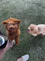 Goodness, a female Poodle - Toy  for sale in Atlanta, GA – Photo 10 of 10