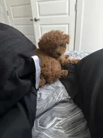 Goodness, a female Poodle - Toy  for sale in Atlanta, GA – Photo 4 of 10