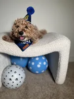 Mason, a male Poodle - Miniature  for sale in Atlanta, GA – Photo 2 of 7