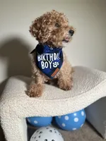 Mason, a male Poodle - Miniature  for sale in Atlanta, GA – Photo 3 of 7