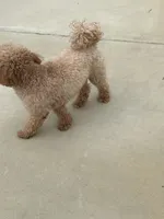 Mason, a male Poodle - Miniature  for sale in Atlanta, GA – Photo 4 of 7