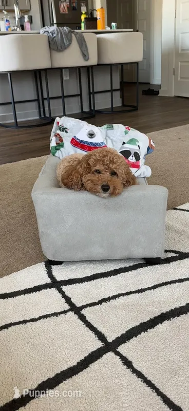 Mason – Poodle - Miniature  puppy for sale in Atlanta, GA