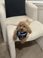 Mason, a male Poodle - Miniature  for sale in Atlanta, GA – Photo 6 of 7