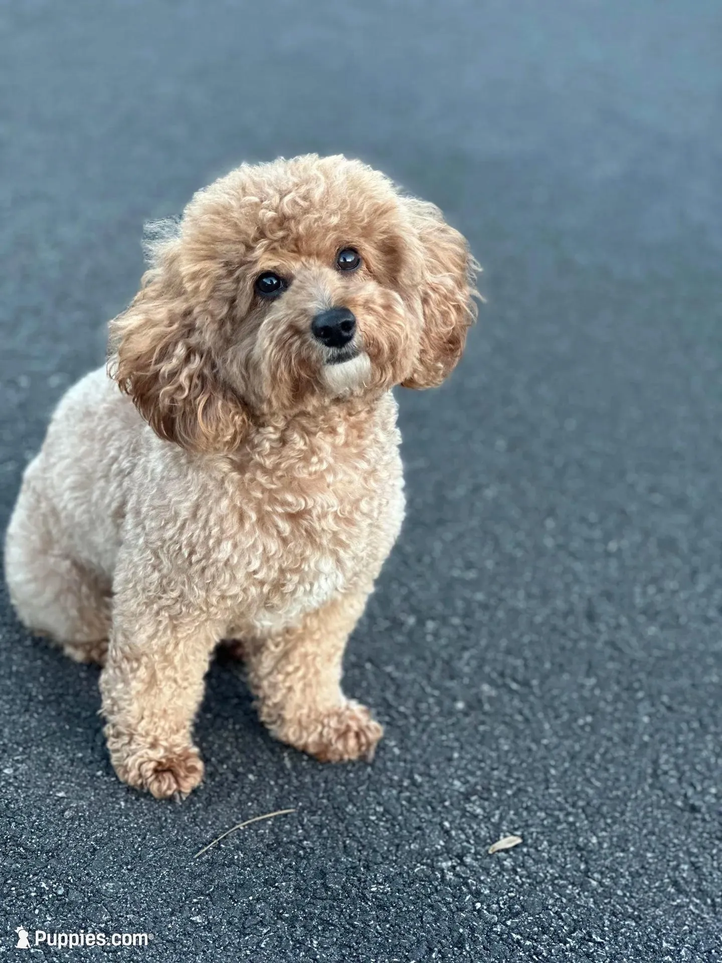Mason, a male Poodle - Miniature  for sale in Atlanta, GA – Photo 7 of 7