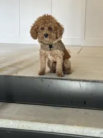 Mason, a male Poodle - Miniature  for sale in Atlanta, GA – Photo 5 of 7