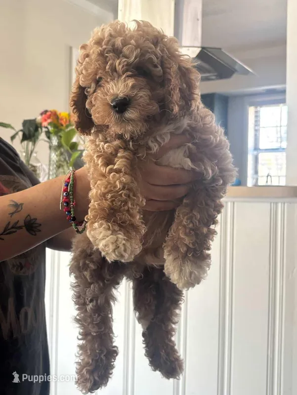 Babies  – Goldendoodle puppy for sale in Memphis, TN