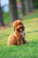 Biscut, a male Miniature Goldendoodle for sale in Ashburn, VA – 7 of 7