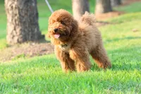 Biscut, a male Miniature Goldendoodle for sale in Ashburn, VA – 5 of 7