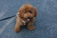 Biscut, a male Miniature Goldendoodle for sale in Ashburn, VA – 2 of 7