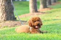 Biscut, a male Miniature Goldendoodle for sale in Ashburn, VA – 3 of 7