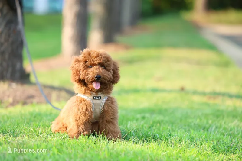 Biscut – Miniature Goldendoodle puppy for sale in Ashburn, VA