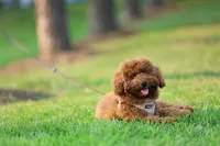 Biscut, a male Miniature Goldendoodle for sale in Ashburn, VA – 6 of 7