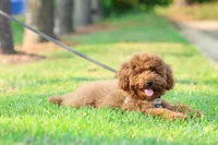 Biscut, a male Miniature Goldendoodle for sale in Ashburn, VA – 4 of 7