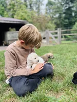 Mariel , a female Golden Pyrenees for sale in Morgantown, PA – 4 of 6