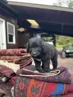 Methuselah , a male Golden Pyrenees for sale in Morgantown, PA – 2 of 8