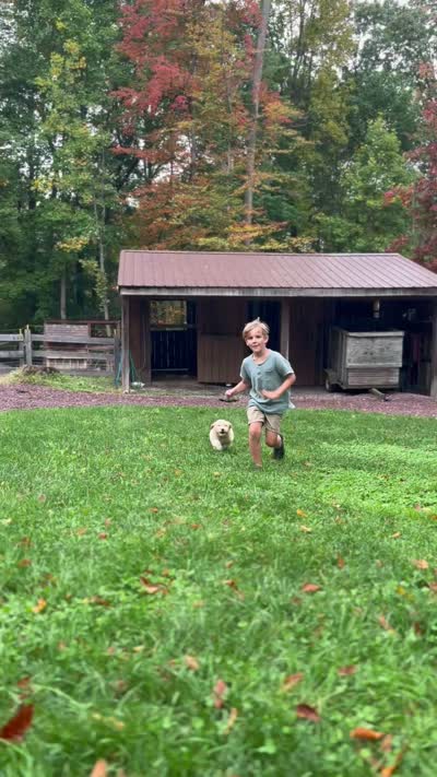 Fluff Ball, a female Golden Pyrenees for sale in Morgantown, PA – 8 of 8