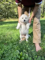 White Fang, a female Golden Pyrenees for sale in Morgantown, PA – 7 of 7