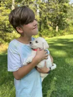 White Fang, a female Golden Pyrenees for sale in Morgantown, PA – 3 of 7