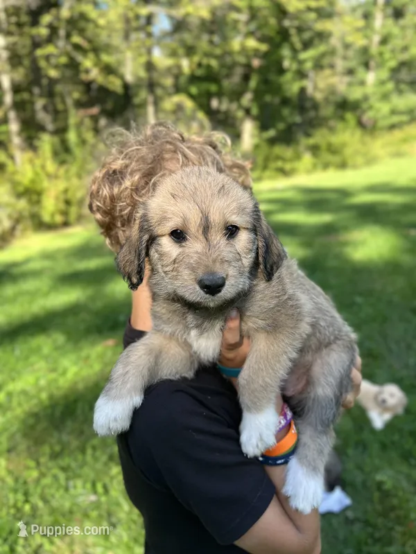 Toto – Golden Pyrenees puppy for sale in Morgantown, PA
