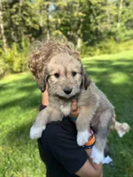 Toto, a female Golden Pyrenees for sale in Morgantown, PA – 1 of 4