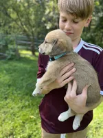 Sahara, a female Golden Pyrenees for sale in Morgantown, PA – 5 of 7