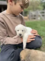 Mariel , a female Golden Pyrenees for sale in Morgantown, PA – 2 of 6