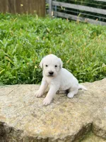 Mariel , a female Golden Pyrenees for sale in Morgantown, PA – 3 of 6