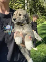 Toto, a female Golden Pyrenees for sale in Morgantown, PA – 3 of 4