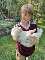 White Fang, a female Golden Pyrenees for sale in Morgantown, PA – 6 of 7