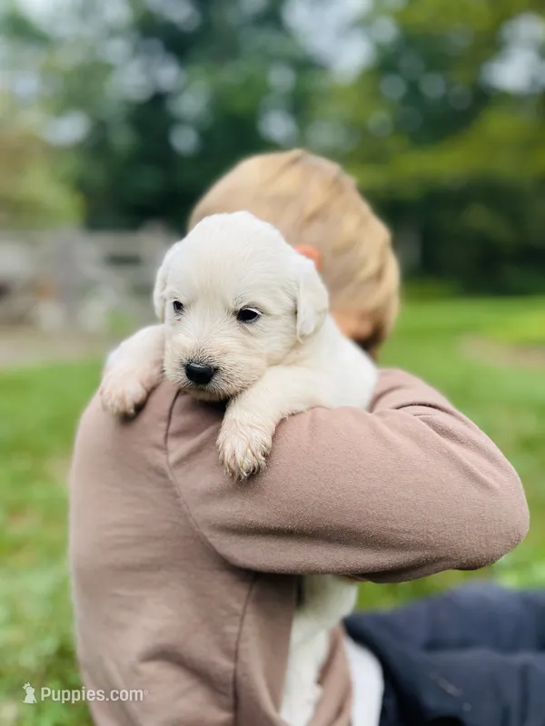 Mariel  – Golden Pyrenees puppy for sale in Morgantown, PA