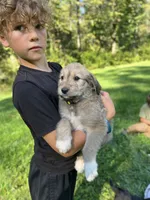 Toto, a female Golden Pyrenees for sale in Morgantown, PA – 2 of 4