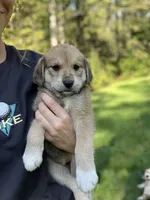 Sahara, a female Golden Pyrenees for sale in Morgantown, PA – 2 of 7