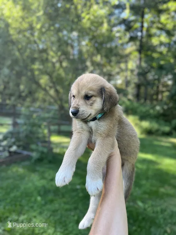 Sahara – Golden Pyrenees puppy for sale in Morgantown, PA