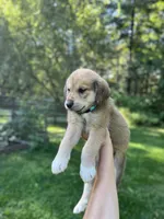 Sahara, a female Golden Pyrenees for sale in Morgantown, PA – 1 of 7
