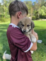 Sahara, a female Golden Pyrenees for sale in Morgantown, PA – 3 of 7