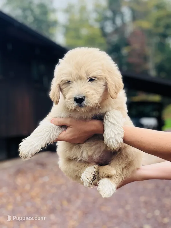 Fluff Ball – Golden Pyrenees puppy for sale in Morgantown, PA
