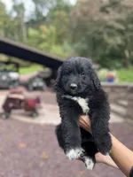 Methuselah , a male Golden Pyrenees for sale in Morgantown, PA – 3 of 8