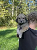 Beethoven , a female Golden Pyrenees for sale in Morgantown, PA – 1 of 5