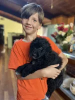 Methuselah , a male Golden Pyrenees for sale in Morgantown, PA – 4 of 8