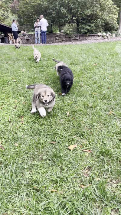 Methuselah , a male Golden Pyrenees for sale in Morgantown, PA – 5 of 8