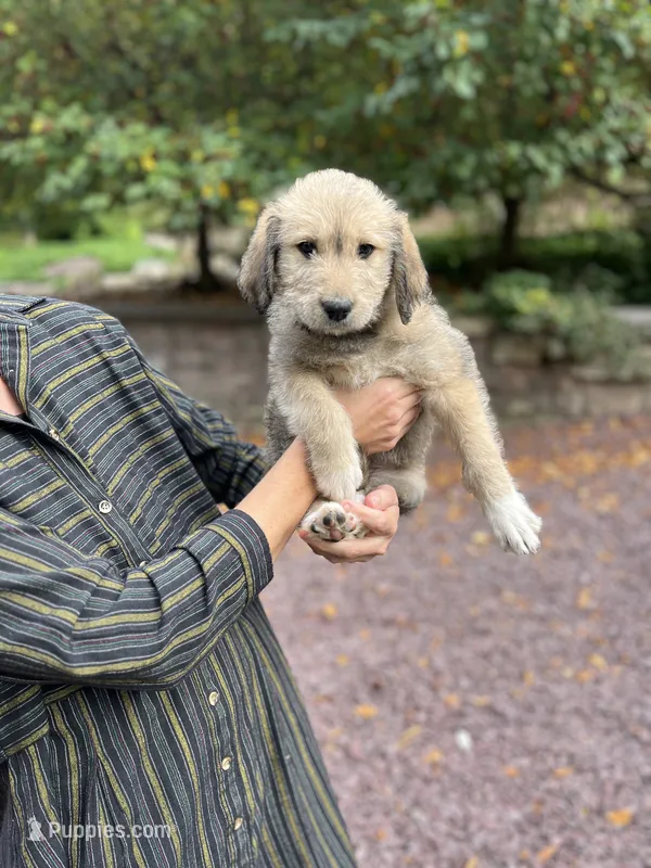 Toto – Golden Pyrenees puppy for sale in Morgantown, PA