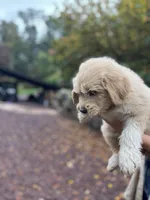 Fluff Ball, a female Golden Pyrenees for sale in Morgantown, PA – 7 of 8