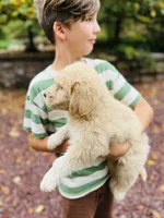 Fluff Ball, a female Golden Pyrenees for sale in Morgantown, PA – 5 of 8