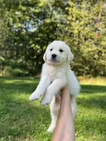 White Fang, a female Golden Pyrenees for sale in Morgantown, PA – 2 of 7