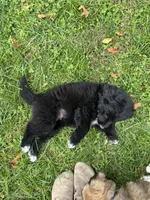 Methuselah , a male Golden Pyrenees for sale in Morgantown, PA – 8 of 8