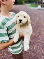 Fluff Ball, a female Golden Pyrenees for sale in Morgantown, PA – 4 of 8