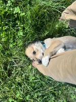 Sahara, a female Golden Pyrenees for sale in Morgantown, PA – 7 of 7